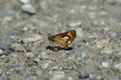 Dalla kemneri