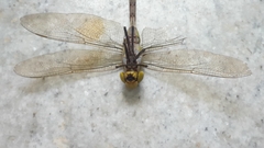 Anax indicus