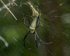 Trichonephila antipodiana