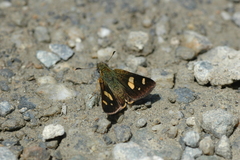Dalla kemneri