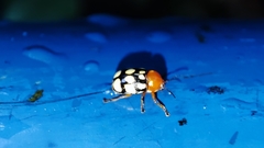 Cryptocephalus luteosignatus