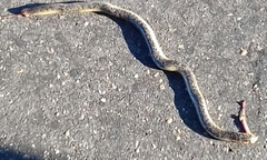 Afrotyphlops schlegelii