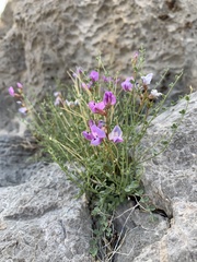 Astragalus ackermanii
