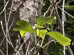 Pterophylla racemosa