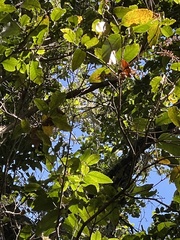 Pterophylla racemosa