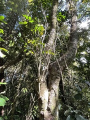 Pterophylla racemosa