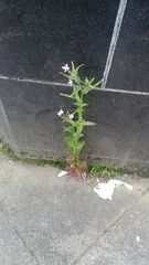 Epilobium