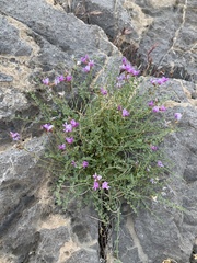 Astragalus ackermanii
