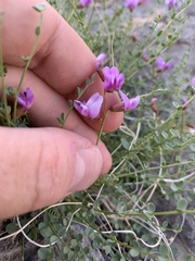 Astragalus ackermanii