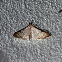 Blepharomastix colubralis