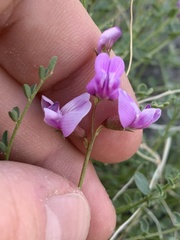 Astragalus ackermanii