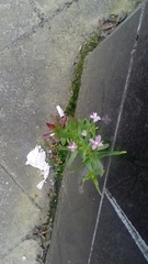 Epilobium
