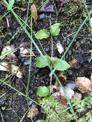 Clinopodium douglasii