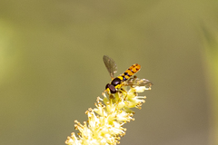 Sphaerophoria pyrrhina