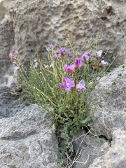 Astragalus ackermanii