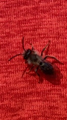 Andrena frigida