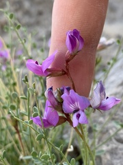Astragalus ackermanii