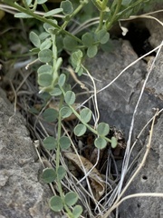 Astragalus ackermanii