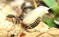 Raphidioptera