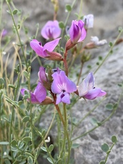 Astragalus ackermanii