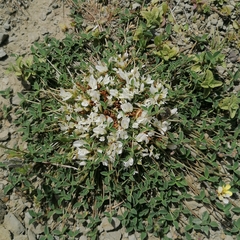 Trifolium uniflorum