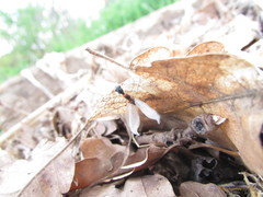 Raphidioptera