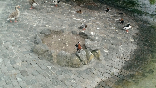 Branta ruficollis