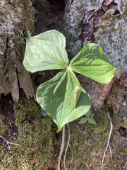 Trillium erectum