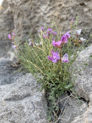 Astragalus ackermanii