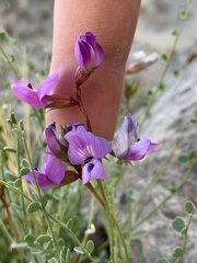 Astragalus ackermanii