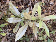 Alseuosmia macrophylla