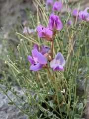 Astragalus ackermanii