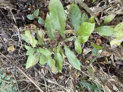 Alseuosmia macrophylla