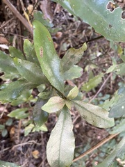 Alseuosmia macrophylla