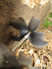 Fungi