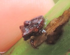 Eufroggattia tuberculata