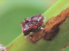 Eufroggattia tuberculata