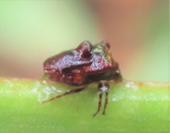 Eufroggattia tuberculata