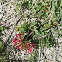 Anthyllis vulneraria rubriflora