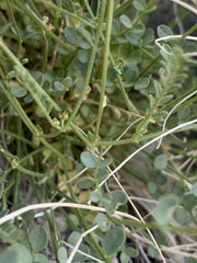 Astragalus ackermanii