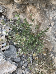 Brickellia atractyloides