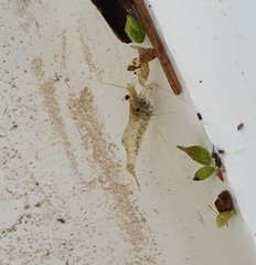 Paratya curvirostris