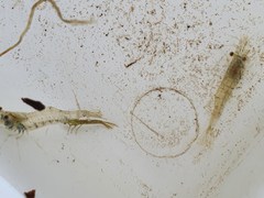 Paratya curvirostris