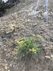 Lomatium observatorium