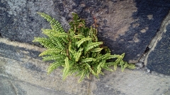 Asplenium trichomanes
