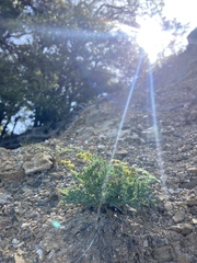 Lomatium observatorium