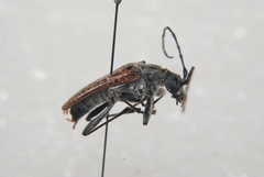 Anthophylax attenuatus