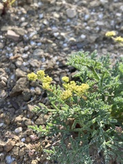 Lomatium observatorium