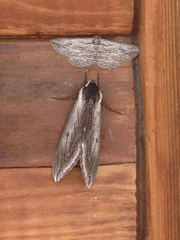 Sphinx perelegans