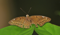 Bassarona teuta